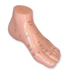 Einzel Fuß-Akupunkturmodell 