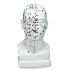 Einzel Kopf-Akupunkturmodell 