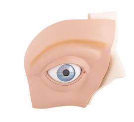 Augenmodell  5-fache Größe 12-teilig 