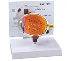 Augenmodell normal mit Ausschnitt 