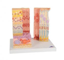 Augenmodell Mikroanatomie 