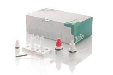 Strep A Schnelltest Teststreifen von dedicio 40 Teststreifen