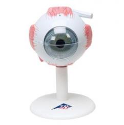 Augenmodell 3-fache Größe 6-teilig 