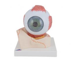 Augenmodell 5-fache Größe 6-teilig 