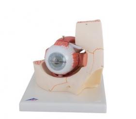 Augenmodell 3-fache Größe 7-teilig 