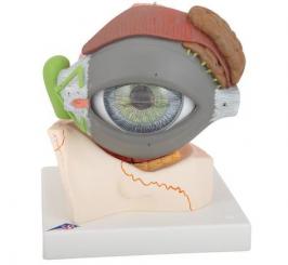 Augenmodell 5-fache Größe 8-teilig 