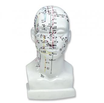 Einzel Kopf-Akupunkturmodell 