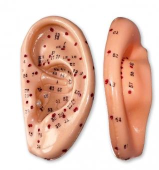 Einzel Ohr-Akupunkturmodell 