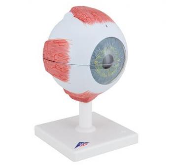 Augenmodell 5-fache Größe 6-teilig 